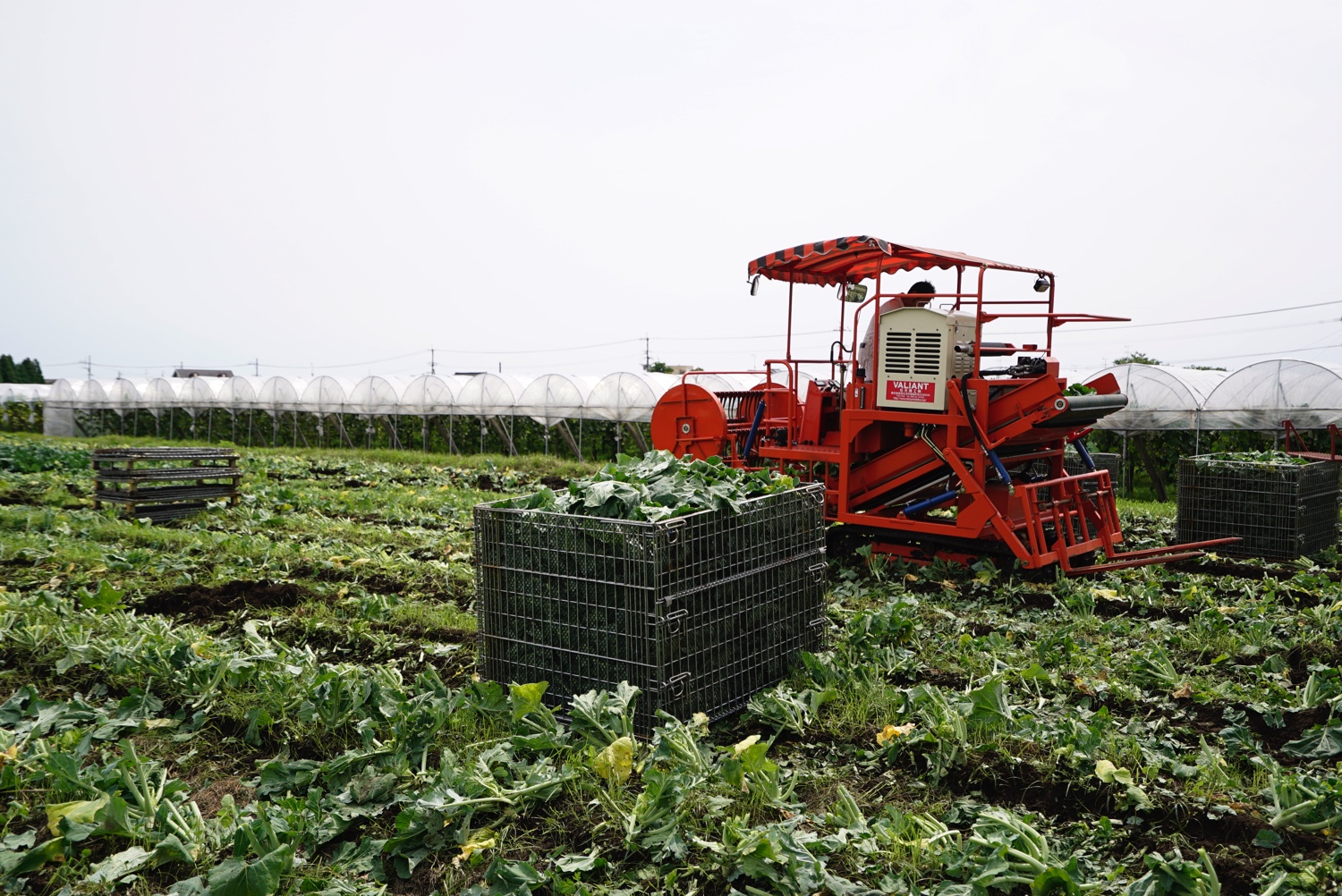 サンaの青汁の主原料ケールはすべて宮崎県産 ケールってどんな野菜 サンaブログ