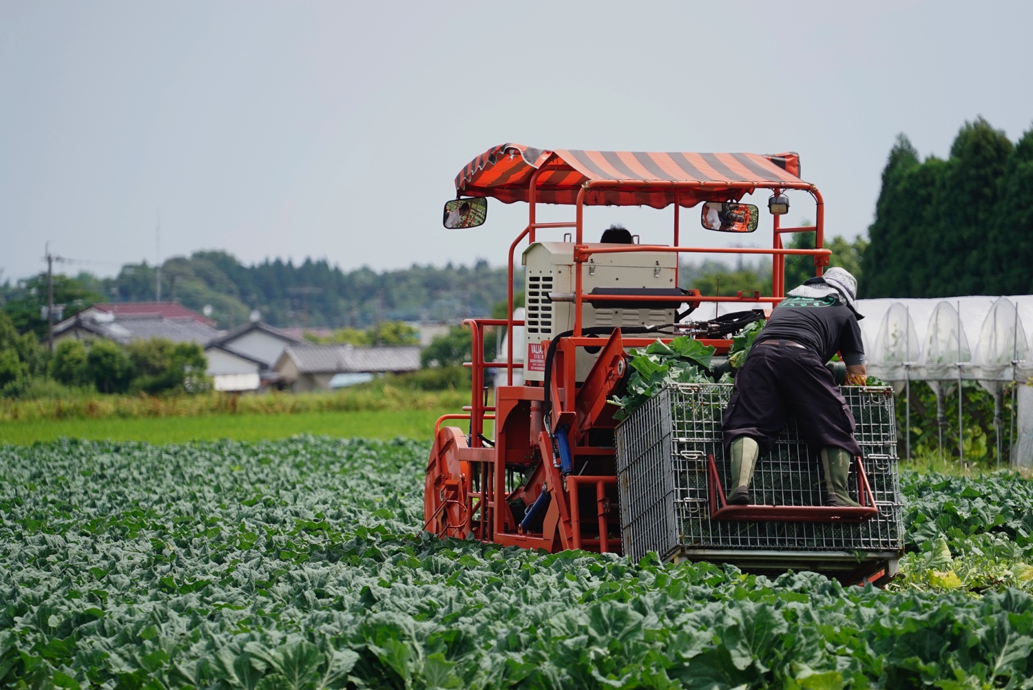 サンaの青汁の主原料ケールはすべて宮崎県産 ケールってどんな野菜 サンaブログ